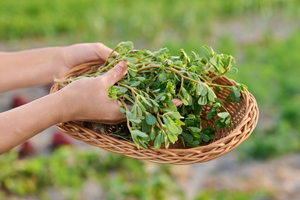 Purslane: A Wild Weed That Deserves a Place on Your Plate