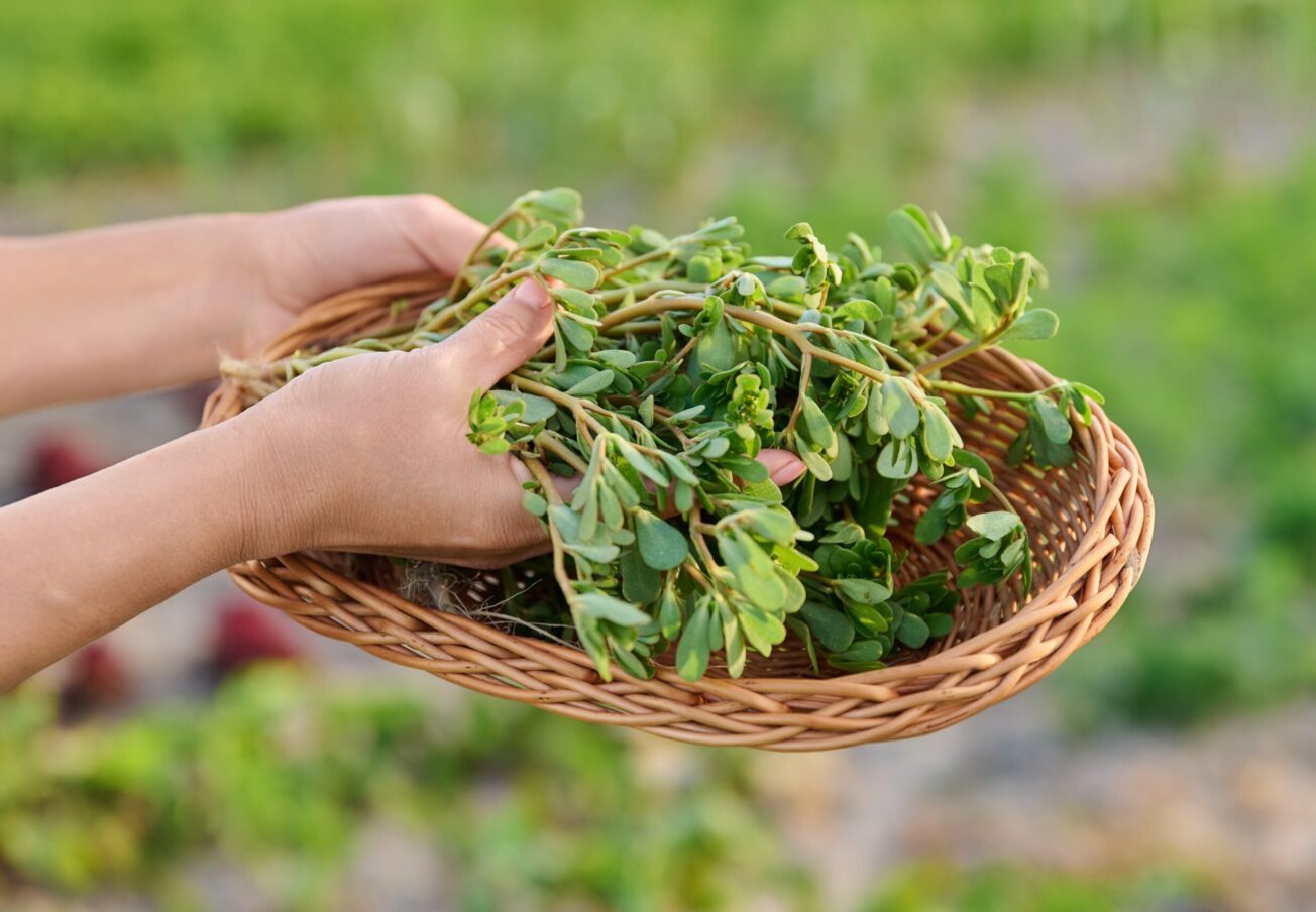 Purslane: A Wild Weed That Deserves a Place on Your Plate
